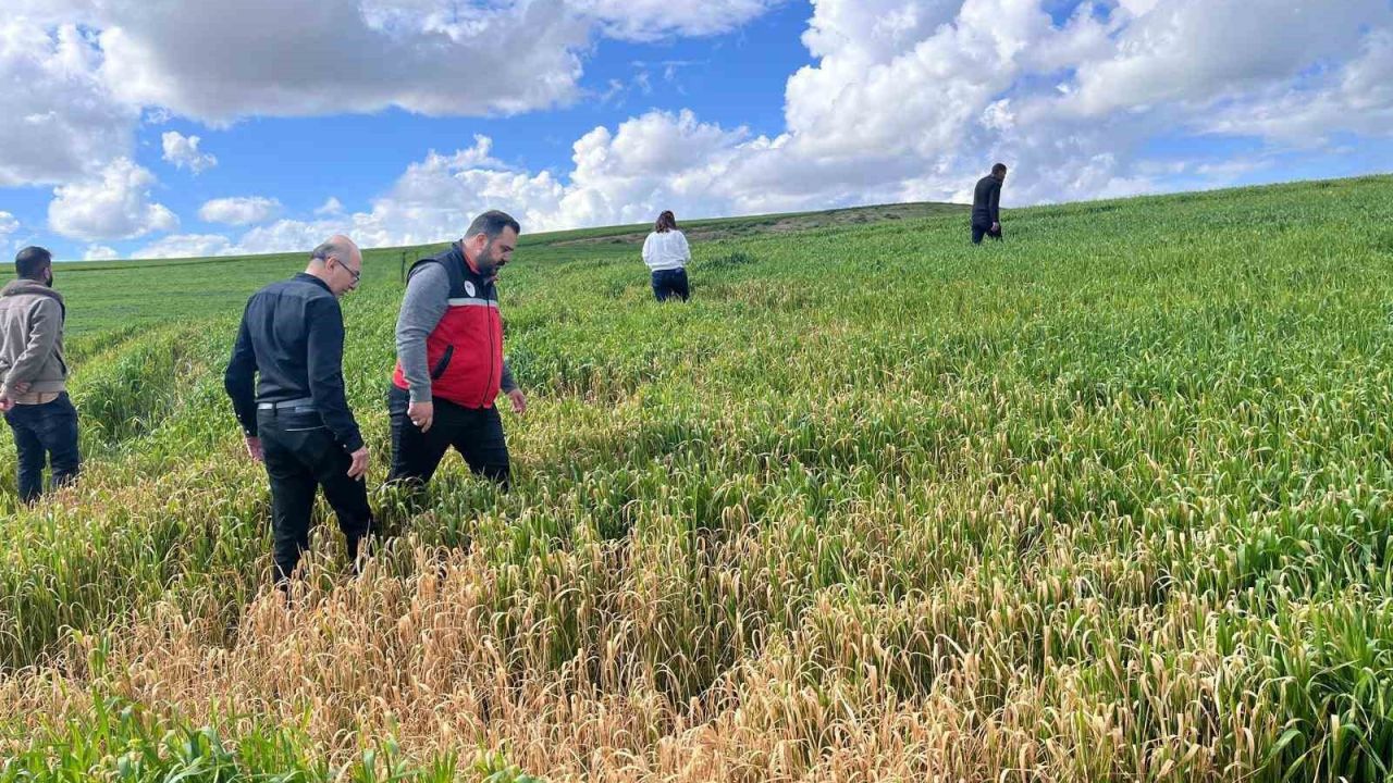 Batman’da çiftçilere ’yanlış ilaçlama’ uyarısı