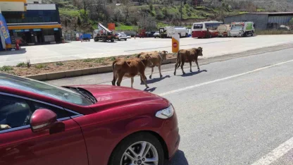 Batman’da yola çıkan büyükbaş hayvanlar sürücülere zor anlar yaşatıyor