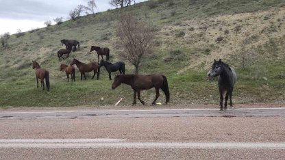 Beypazarı’nda yılkı atları görüntülendi