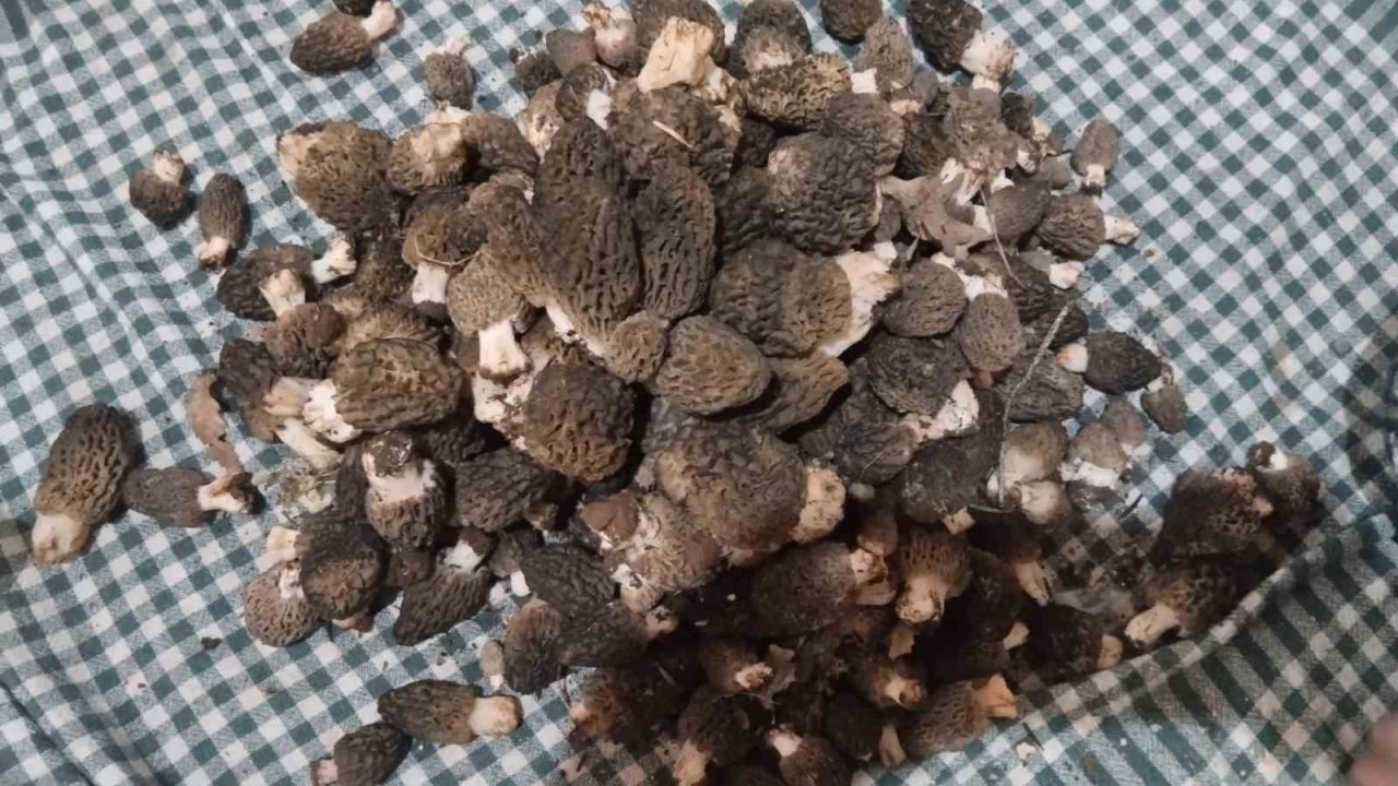 Beyşehir’de kuzugöbeği tutkunları sahaya çıktı