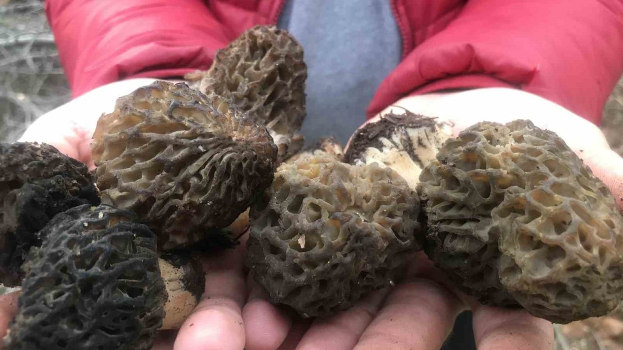 Bin 800 rakımlı dağlardan toplanıp kilosu bin 500 liradan satılıyor