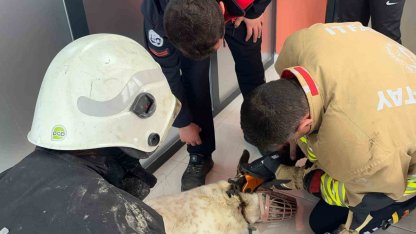 Boynuna zincir sıkışan köpeğin imdadına itfaiye yetişti