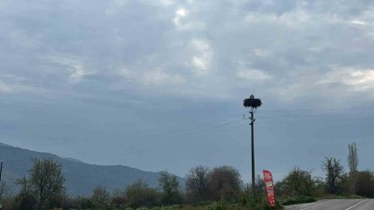 Bozdoğan’da baharın müjdecisi leylekler yuvalarına döndü