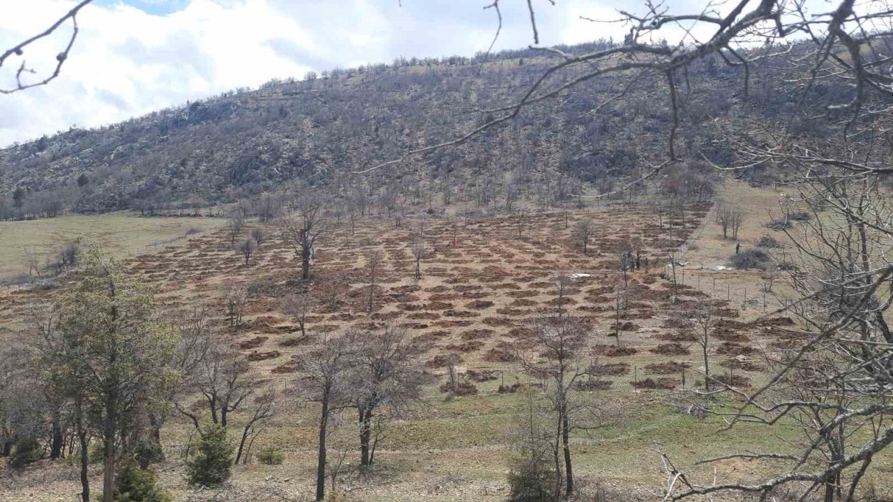 Bozkır’da 13 dönümlük alanda dev ağaçlandırma projesi