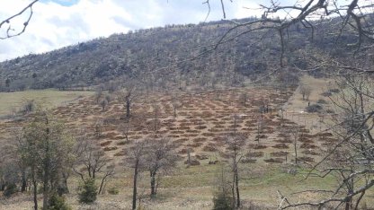 Bozkır’da 13 dönümlük alanda dev ağaçlandırma projesi