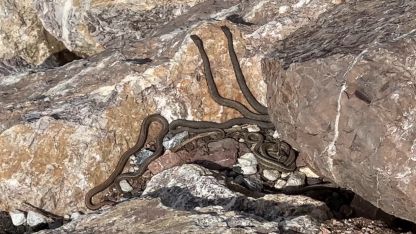 Brezilya’nın ‘Yılan Adası’ değil Yüksekova