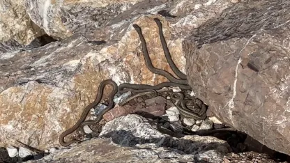 Brezilya’nın ‘Yılan Adası’ değil Yüksekova