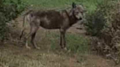 Buldan’da kurt bir kez daha görüldü