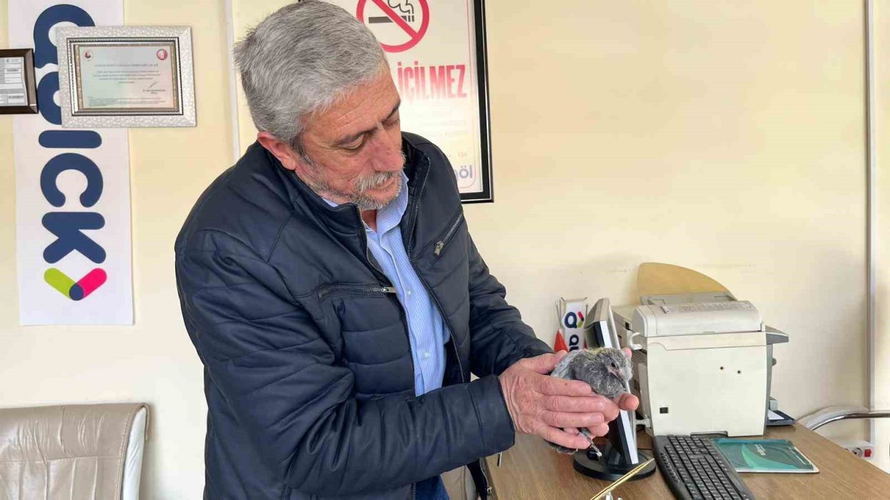 Bünyan’da çatıdan düşen kuş, yuvasına kavuşturuldu