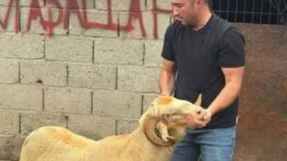 Burhaniye’de kurbanlıklar satışa çıktı