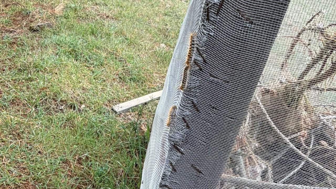 Çam ormanlarında ’Kese kurdu’ alarmı