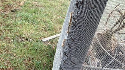 Çam ormanlarında ’Kese kurdu’ alarmı