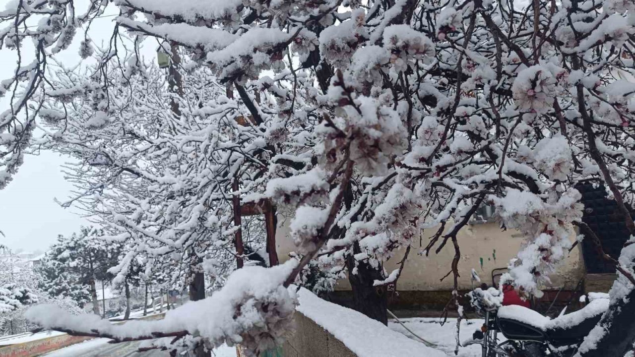 Çiçek açan ağaçlar yağan karla beyaza büründü