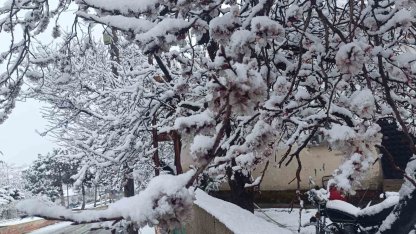 Çiçek açan ağaçlar yağan karla beyaza büründü