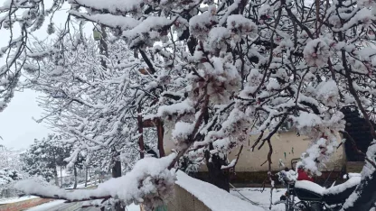 Çiçek açan ağaçlar yağan karla beyaza büründü