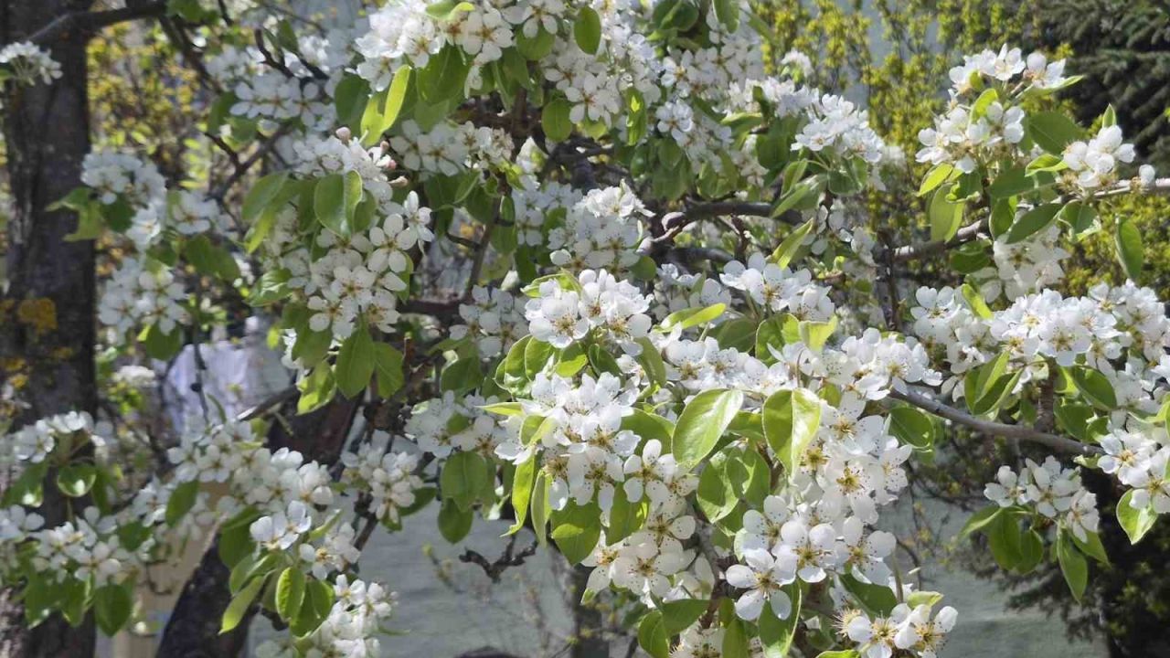 Çiçek açan armut ağacının güzelliği