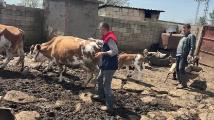 Cizre’de hayvan sağlığı için yoğun mesai