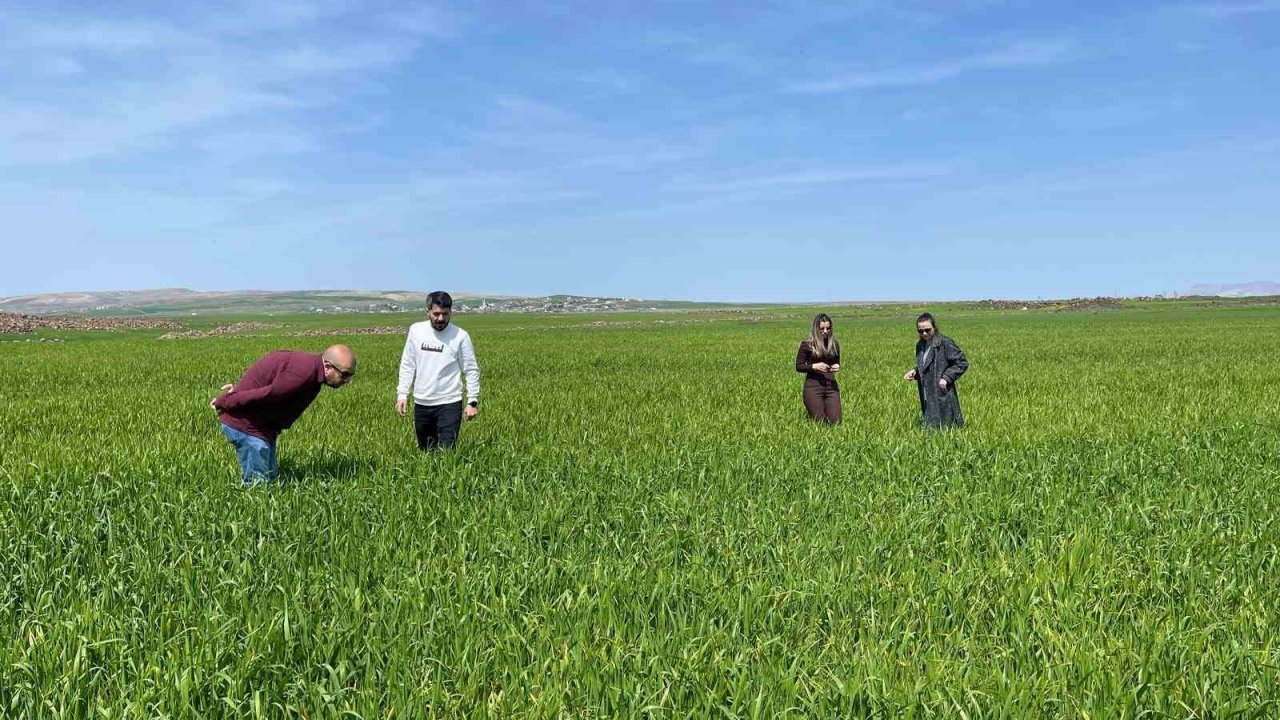 Cizre’de tarlalarda ‘süne’ mesaisi