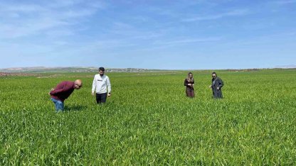 Cizre’de tarlalarda ‘süne’ mesaisi