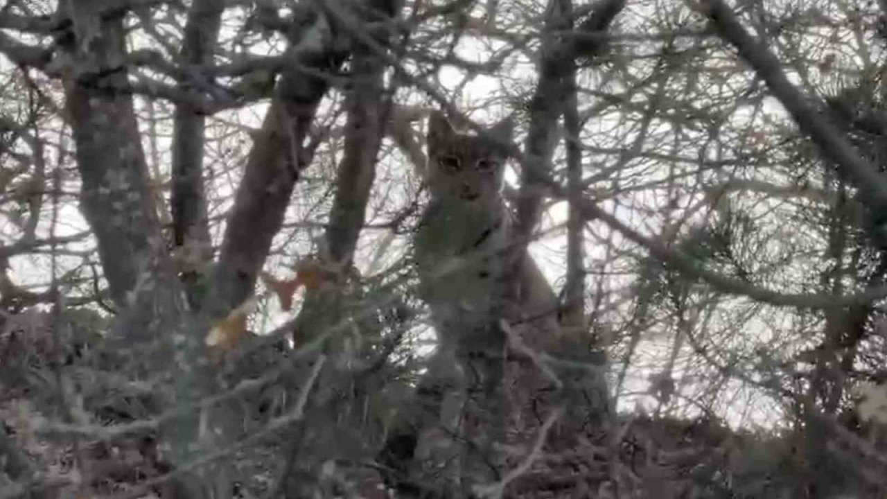 Çorum’da Avrasya vaşağı görüntülendi