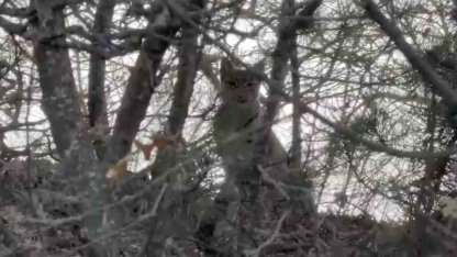 Çorum’da Avrasya vaşağı görüntülendi