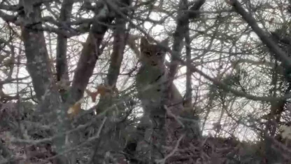 Çorum’da Avrasya vaşağı görüntülendi