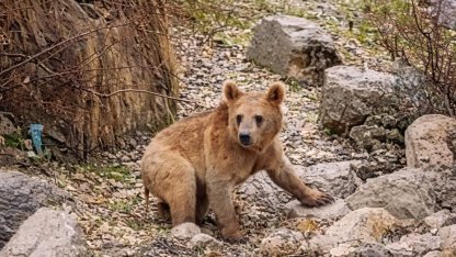 Çukurca’da aç kalan ayılar mahalleye indi