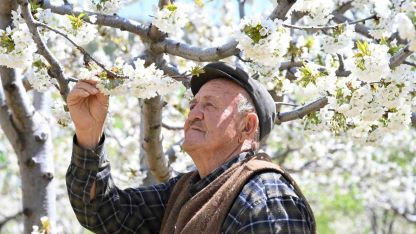 Demirci’de 800 bin kiraz ağacı çiçek açtı