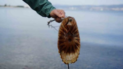 Denizde bu türü görürseniz sakın yaklaşmayın