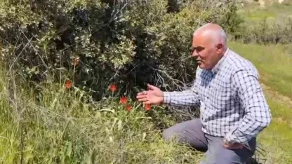 Denizli’de anemon lalesi yetişti