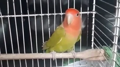 Denizli’de petshop denetiminde 164 hayvana el konuldu