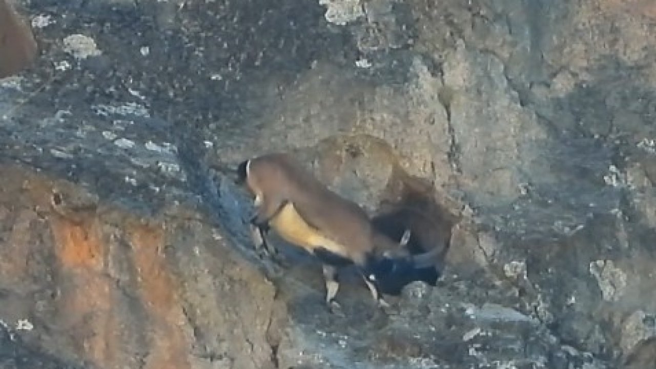 Dev boynuzları engel olmadı: Dağ keçisi dar mağaraya böyle girdi