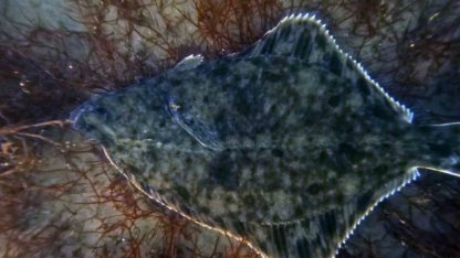 Dip çamuru temizliği İzmit Körfezi’ne yunusları geri getirdi