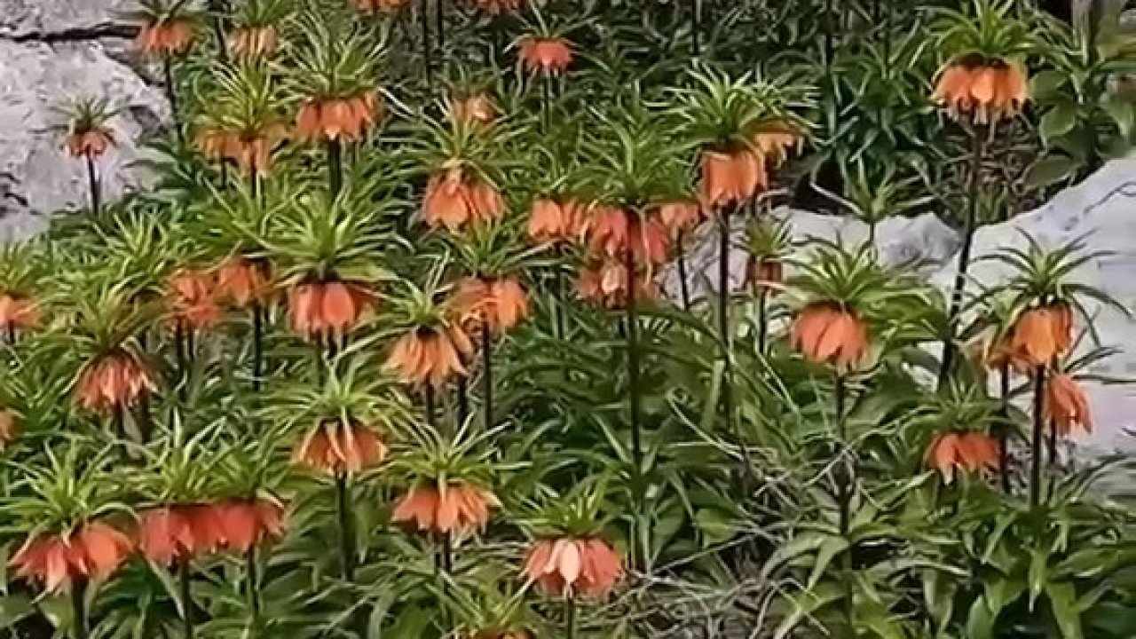 Diyarbakır’da ’ters laleler’ doğayı renklendirdi