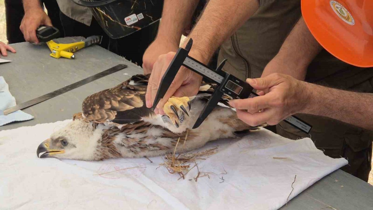 Doğanın uçan yırtıcısına elektronik takip