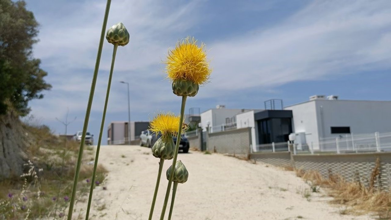 Doğaseverlerden Tülüşah için "acil koruma" çağrısı