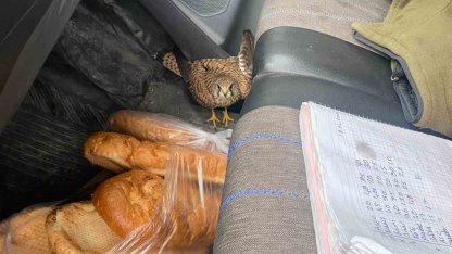 Dörtyol’da yaralı atmaca araca sığındı