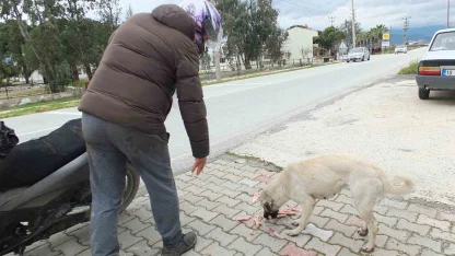 Edremitli genç 5 yıldır sokak köpeklerini besliyor