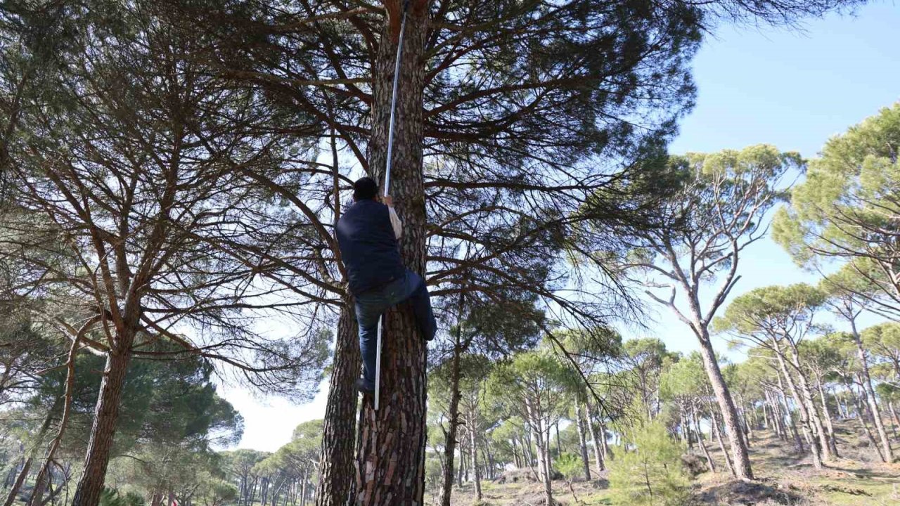 Ekmek parası için komando gibi ağaçlara tırmanıyorlar