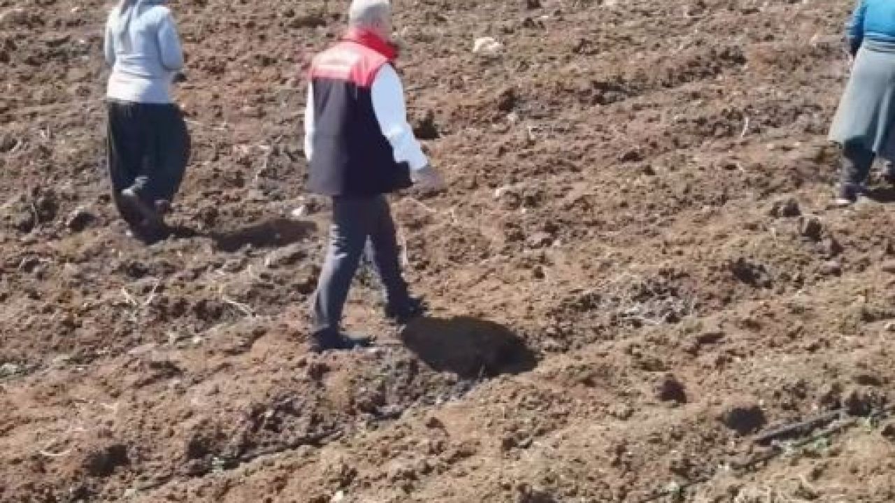 Elazığ’da domates üretiminde yeni sezon  başladı