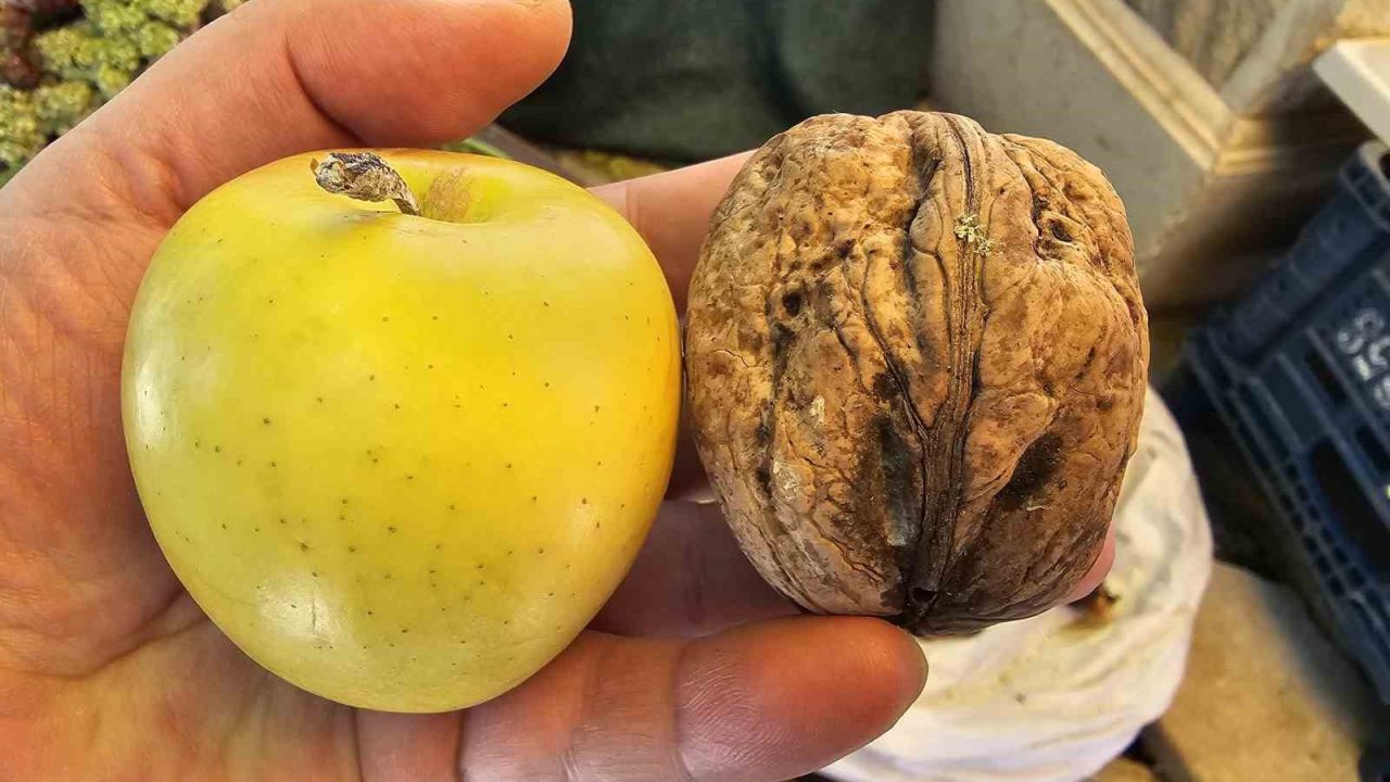 Elazığ’da elma büyüklüğünde cevizler ilgi çekiyor