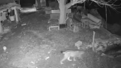 Elazığ’da evin etrafında yiyecek arayan vaşak kamerada