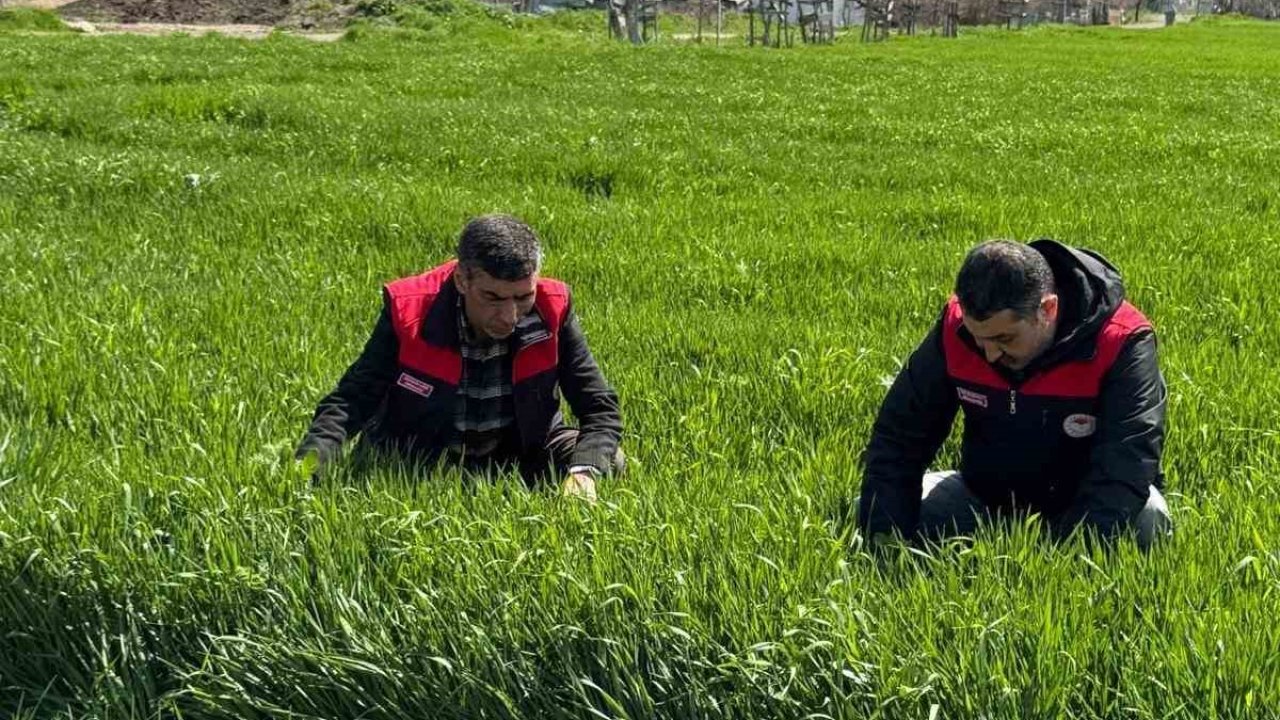 Elazığ’da hububat üreticilerine kök ve kök boğazı hastalık uyarısı