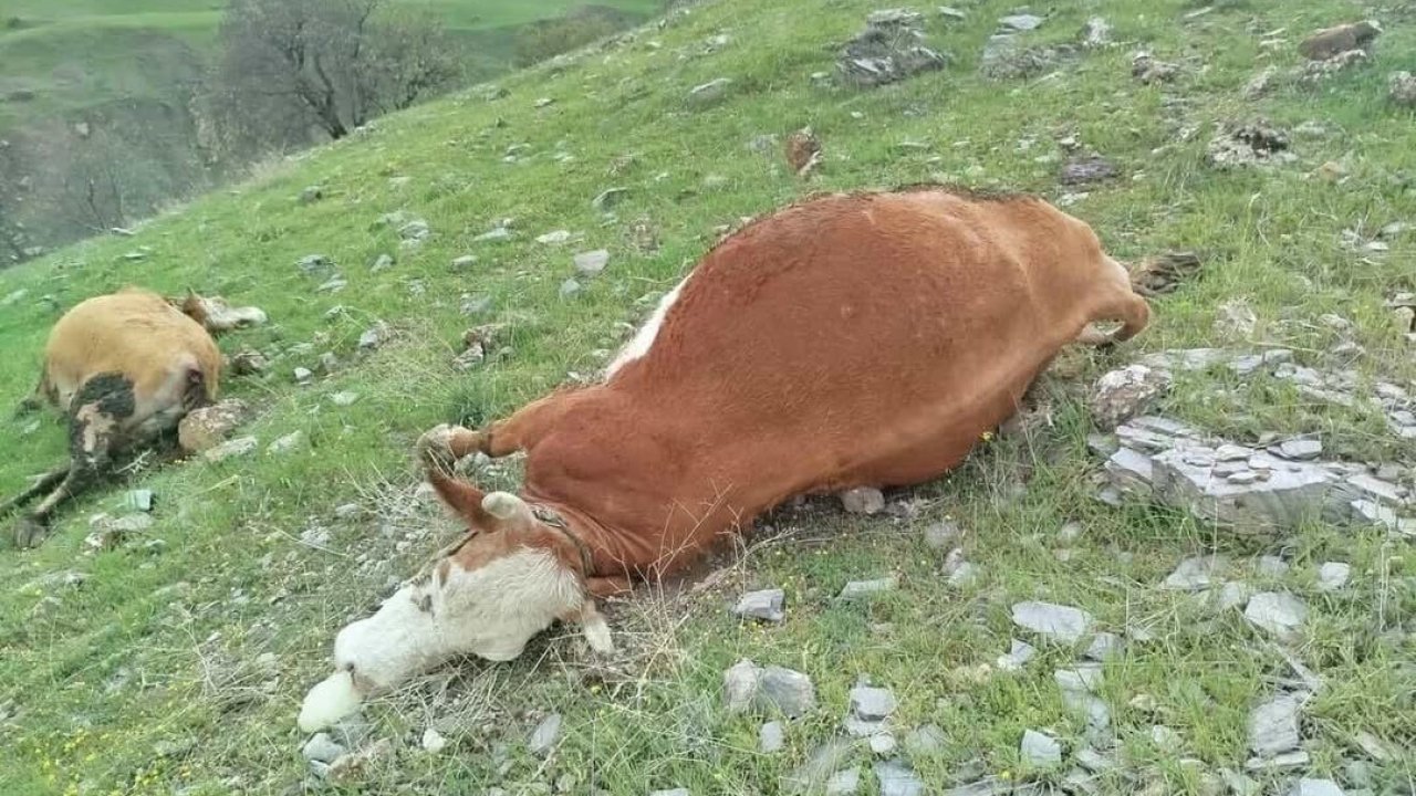Elazığ’da yıldırımın çarptığı inekler telef oldu