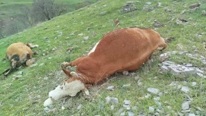 Elazığ’da yıldırımın çarptığı inekler telef oldu