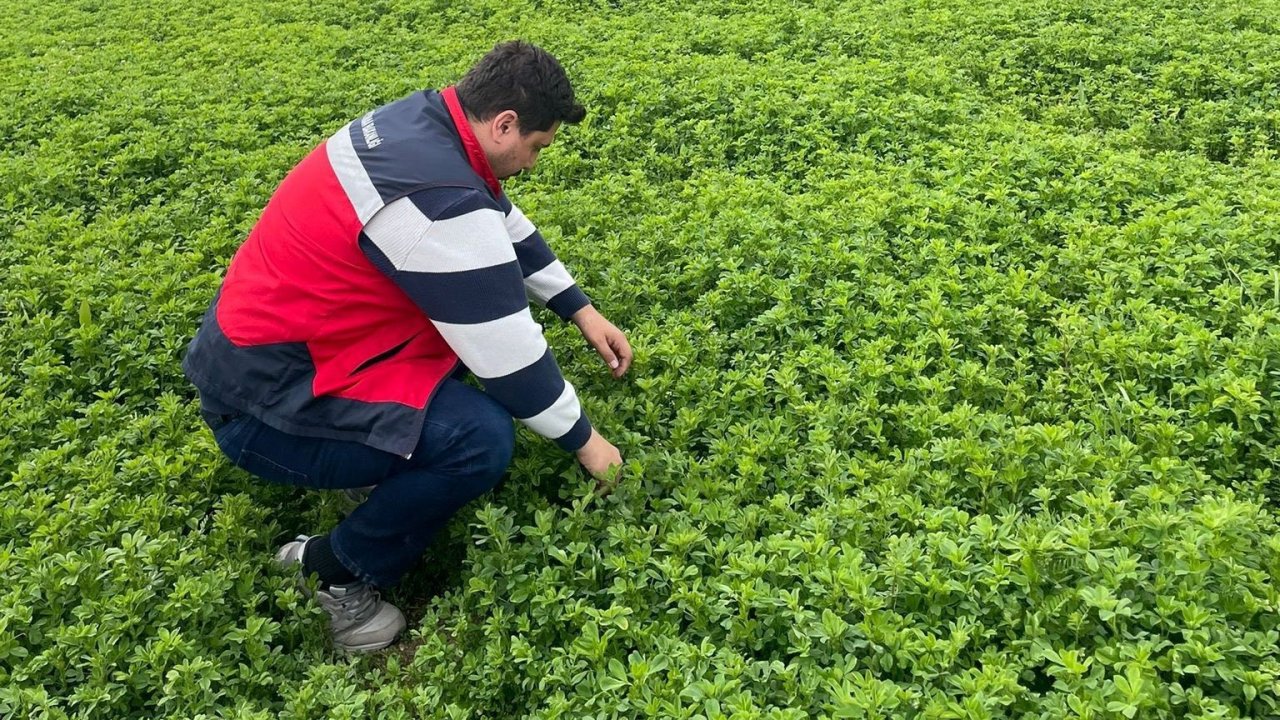 Emet’te yonca üretimine yönelik denetimler devam ediyor