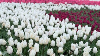 Emirgan Korusu’nda lale festivali başladı