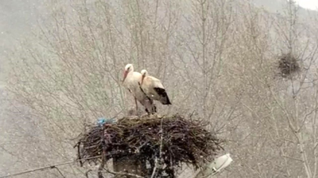 Erken göçen leyleklere kar sürprizi