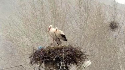 Erken göçen leyleklere kar sürprizi