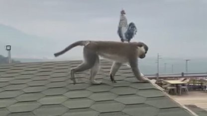 Firari maymun Denizli turuna çıktı